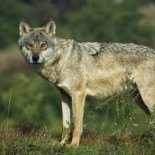 ¿Es cierto que los lobos atacan a las personas?