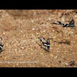 Las mariposas que vuelan como cometas al viento