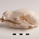 Un nuevo estudio analiza por qué los humanos neolíticos enterraron a sus perros con ellos hace 4.000 años  -ENG-