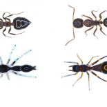 Así se disfraza una araña de hormiga para evitar ser devorada