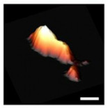 Se publican las primeras imágenes tridimensionales de viroides