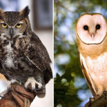 ¿Conoce la diferencia entre búho y lechuza?