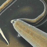 Gusanos caníbales reconocen a sus hijos, y como resultado no se los comen