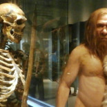 Las 22 especies humanas que se conocen actualmente en la historia de la evolución  [ fra ]