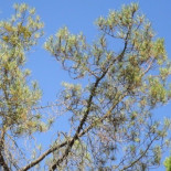 “Desmontando falsos mitos sobre los pinos”