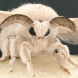 Así funciona el esperma que no fertiliza a las mariposas de seda