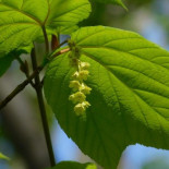 Los árboles que cambian de sexo cuando se ven amenazados