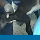 El día en que ‘resucitaron’ una especie