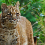 El gato dorado asiático exhibe seis ‘looks’ diferentes al noreste de la India