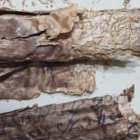 Desentrañan los rollos budistas más antiguos del mundo [ENG]