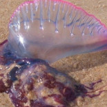 Siete atendidos por picaduras de carabela portuguesa en Benidorm