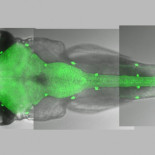 El sueño podría haberse originado bajo el agua hace 450 millones de años [ENG]