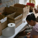 Las crías de vencejos se precipitan de los nidos por la ola de calor: recogidos 1.000 en una semana