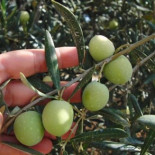 CCOO traiciona a los trabajadores del campo con la firma de un convenio donde se renuncia a derechos conquistados