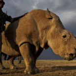 Kenia anuncia la pena de muerte para los cazadores furtivos (ing)