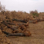 La Junta autoriza arrancar 3.514 robles en Palacios del Arzobispo