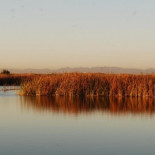 La Fiscalía de Valencia investiga el "alarmante" descenso de los niveles de agua en la Albufera