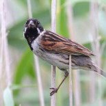 Última llamada de socorro de un pájaro que se extingue