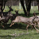El Colegio de Biólogos declara que la caza no es sostenible y es un riesgo para la fauna