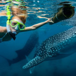 Animales salvajes: un reclamo turístico con un lado oscuro y cruel