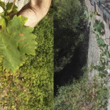 Hallan una vid de la singular variedad Legiruela en el Monasterio de Valvanera