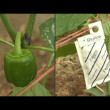 En el "mar de plástico" en España, los insectos reemplazan a los insecticidas