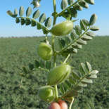 Otro agricultor, condenado a prisión por reproducir y comercializar ilegalmente una variedad de garbanzo