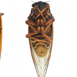 Orgías de cigarras bajo los efectos de las drogas