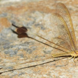 Reaparece el "Duende de Balanegra", una especie que se creía extinta