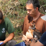 El marcaje con GPS de siete águilas de Bonelli nacidas en 2019 en Mallorca nos permite seguir los primeros vuelos