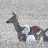 "La corza blanca" de Bécquer reaparece más de 150 años después  en las inmediaciones del Moncayo