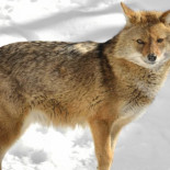 El chacal dorado, un competidor del lobo que está conquistando Europa