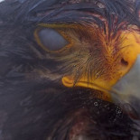 Algunas aves no están destinadas a ser enjauladas (eng)