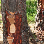 Resineros: un viejo oficio para un nuevo mundo sin petróleo