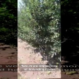 ¿8 céntimos por kilo? Entonces que se pudran las manzanas (eng/cat)