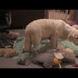 Mamá perruna enseñando a sus cachorros a estar calmados