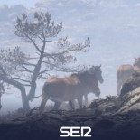 Un piloto salvó a 27 caballos de morir quemados en La Granja