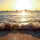 Posidonia, el amenazado bosque marino milenario del Mediterráneo