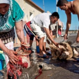 Activistas árabes contra la gran matanza del cordero