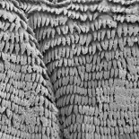 Larvas de mosquito usan nanoparches adhesivos para saltar 30 veces su longitud (ING)