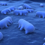 Parásitos que controlan el cerebro de los animales