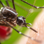 Cómo los mosquitos cambiaron la historia de la humanidad