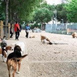 Los Mossos d'Esquadra buscan a una banda que secuestra perros y gatos