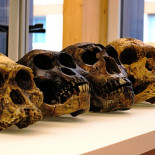 El lenguaje recursivo y la imaginación moderna se adquirieron al mismo tiempo hace 70.000 años