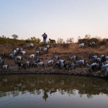 Cabras como bomberos: la solución de Portugal contra los incendios forestales