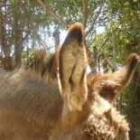 La burra Severina y los animalistas: ¿Héroes o delincuentes?