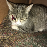 Denuncian a un empresario de Redondela por disparar a una gata con munición ilegal en una zona residencial