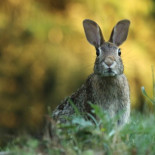 28 infectados por tularemia en Castilla y León y pronto serán muchos más: qué es y cómo se trata la fiebre de las liebre