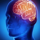 Descubren por qué la memoria se deteriora a medida que el cuerpo envejece