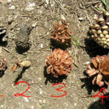 De paseo por la naturaleza: Piñas, ¿quién se las comió?